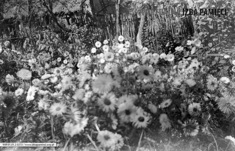Lata 60. XX wieku. Przydomowy ogród kwiatowy