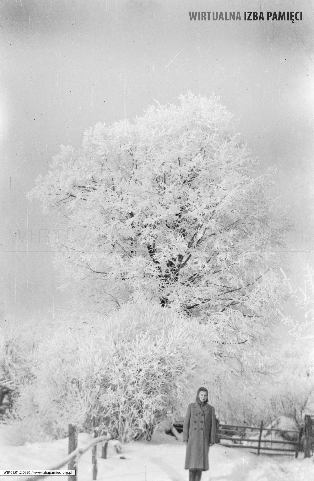 Lata 60. XX wieku. Aniela Hubacz z Mołodycza w zimowym krajobrazie