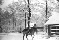 1970. Zebra w Ogrodzie Zoologicznym w Zamościu