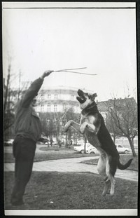 Lata 80. XX w. August Kruk podczas zabawy z psem. Legnica.