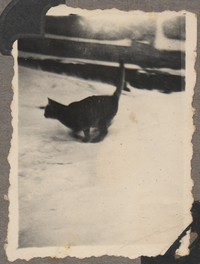 Lata 50. XX w. Lubaczów. Kot na śniegu.